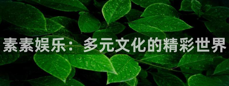 焦点娱乐代理